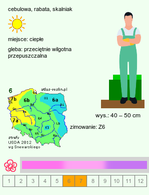wymagania uprawowe Allium cristophii (czosnek białawy)