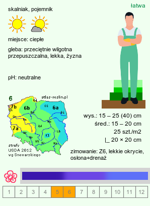 wymagania uprawowe Allium cyaneum (czosnek modry)