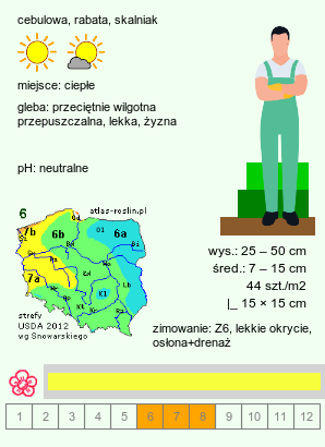 wymagania uprawowe Allium flavum (czosnek złocisty)