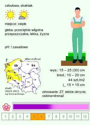 wymagania uprawowe Allium insubricum (czosnek insubryjski)