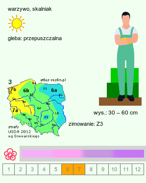 wymagania uprawowe Allium nutans (czosnek krętolistny)