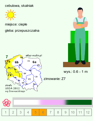 wymagania uprawowe Allium nigrum (czosnek osobliwy)