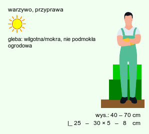 wymagania uprawowe Allium cepa (czosnek cebula)