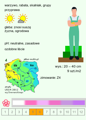 wymagania uprawowe Allium schoenoprasum (czosnek szczypiorek)