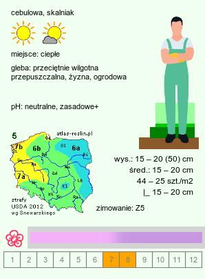 wymagania uprawowe Allium senescens ssp. montanum (czosnek skalny)