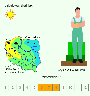 wymagania uprawowe Allium victorialis (czosnek siatkowaty)