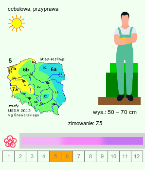 wymagania uprawowe Allium vineale (czosnek winnicowy)