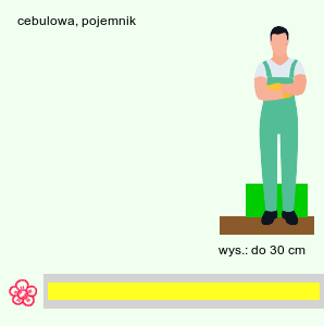 wymagania uprawowe Chlidanthus fragrans