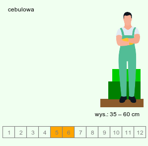 wymagania uprawowe Leucojum aestivum (śnieżyca letnia)