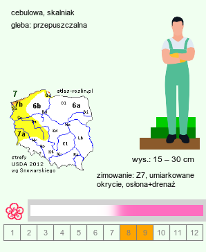 wymagania uprawowe Acis autumnalis (śnieżyca jesienna)