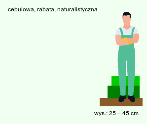 wymagania uprawowe Narcissus poeticus ssp. poeticus (narcyz biały)