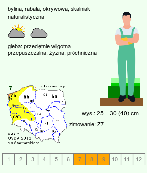 wymagania uprawowe Liriope muscari (liriope szafirkowata)