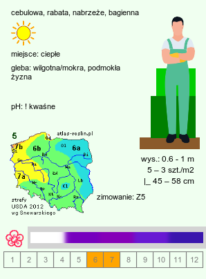 wymagania uprawowe Iris ensata (kosaciec mieczolistny)