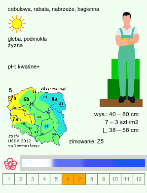 wymagania uprawowe Iris laevigata (kosaciec gładki)