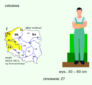 wymagania uprawowe Iris-Hexagonae (kosaćce luizjańskie)