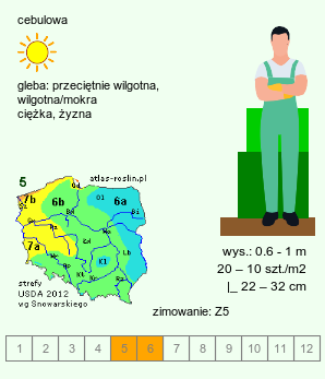 wymagania uprawowe Iris orientalis (kosaciec żółtawy)