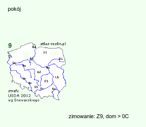 wymagania uprawowe Ensete ventricosum (bananowiec abisyński)