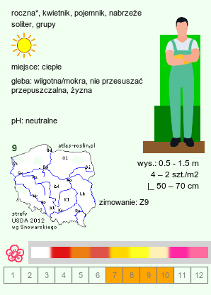 wymagania uprawowe Canna indica hort. (paciorecznik ogrodowy)