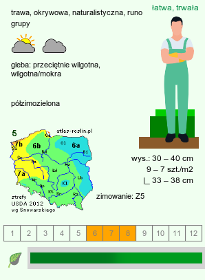 wymagania uprawowe Luzula nivea (kosmatka śnieżna)