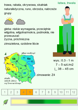 wymagania uprawowe Luzula sylvatica (kosmatka olbrzymia)