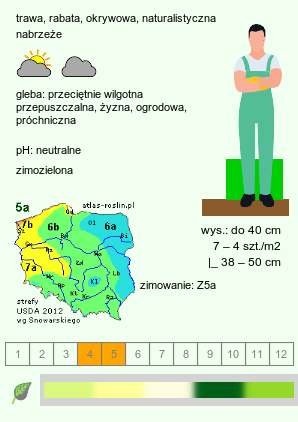 wymagania uprawowe Carex morrowii (turzyca japońska)