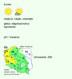 wymagania uprawowe Castanea sativa (kasztan jadalny)