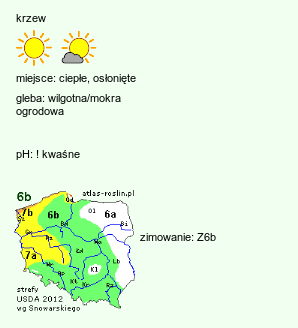 wymagania uprawowe Castanea sativa (kasztan jadalny)