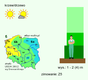 wymagania uprawowe Castanea pumila (kasztan niski)