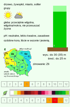wymagania uprawowe Fagus sylvatica s.str. (buk pospolity)