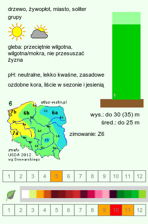 wymagania uprawowe Fagus sylvatica (buk zwyczajny)