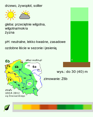 wymagania uprawowe Fagus orientalis (buk zwyczajny wschodni)