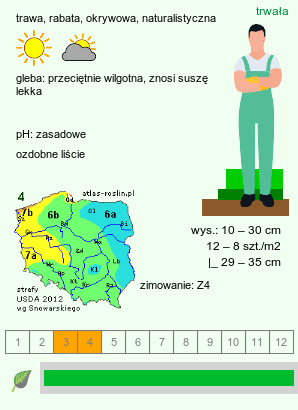 wymagania uprawowe Carex montana (turzyca pagórkowa)