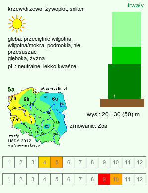 wymagania uprawowe Quercus robur (dąb szypułkowy)