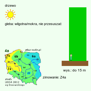 wymagania uprawowe Quercus macrocarpa (dąb wielkoowocowy)