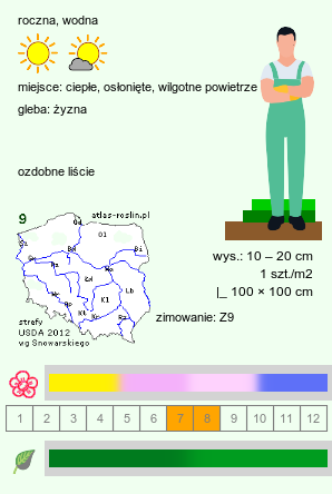 wymagania uprawowe Pontederia crassipes (eichornia gruboogonkowa)