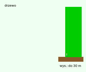 wymagania uprawowe Quercus frainetto (dąb węgierski)