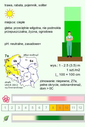 wymagania uprawowe Cortaderia selloana (kortaderia pampasowa)