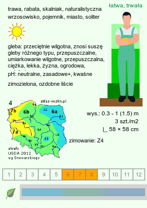 wymagania uprawowe Helictotrichon sempervirens (owsica wieczniezielona)