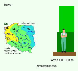 wymagania uprawowe Tripidium ravennae (trzcina raweńska)