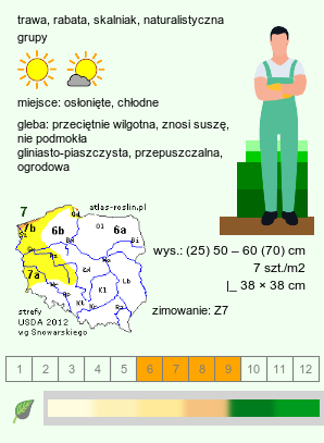 wymagania uprawowe Nassella tenuissima (nassela drobnokwiatowa)