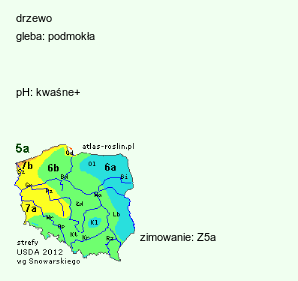 wymagania uprawowe Quercus palustris (dąb błotny)