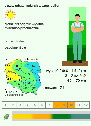 wymagania uprawowe Sorghastrum nutans (sorgastrum)