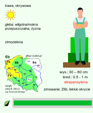 wymagania uprawowe Pleioblastus argenteostriatus (plejoblastus karłowy)