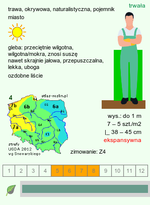 wymagania uprawowe Leymus arenarius (wydmuchrzyca piaskowa)