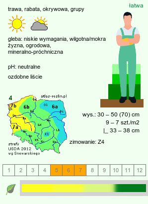 wymagania uprawowe Alopecurus pratensis (wyczyniec łąkowy)