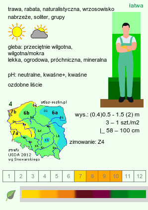 wymagania uprawowe Molinia arundinacea (trzęślica trzcinowata)