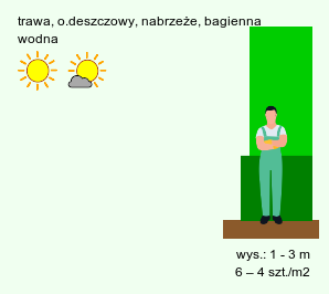 wymagania uprawowe Phragmites australis (trzcina pospolita)