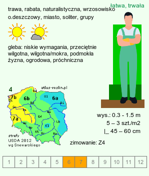 wymagania uprawowe Deschampsia cespitosa (śmiałek darniowy)