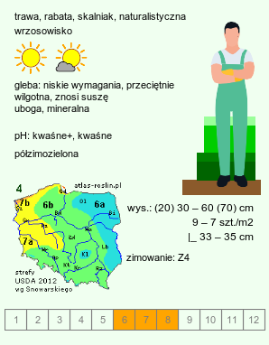 wymagania uprawowe Deschampsia flexuosa (śmiałek pogięty)