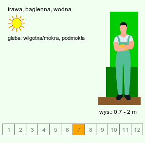 wymagania uprawowe Glyceria maxima (manna mielec)